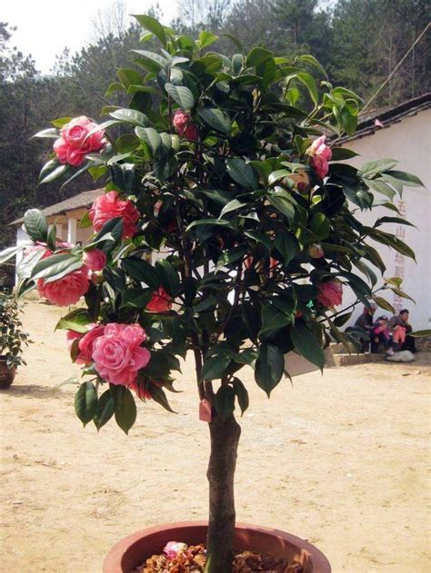 茶花種植盆栽|盆栽茶花養護方法，注意事項，養好茶花很簡單